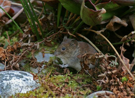 Bank Vole <i>Clethrionomys glareolus</i>